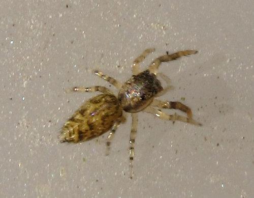 Marpissa muscosa